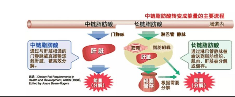 中链甘油三酯（MCT）来源