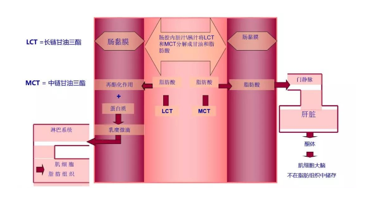 中链甘油三酯（MCT）特殊代谢流程