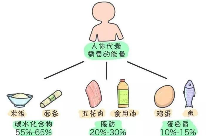 中链甘油三酯（MTC）是如何给人体充电加油的？