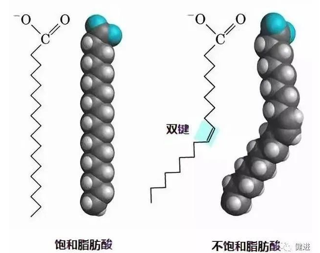 短链、中链、长链脂肪酸