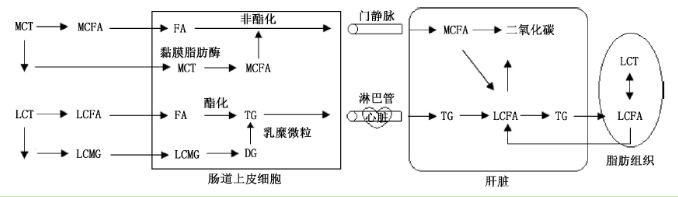 中链脂肪酸