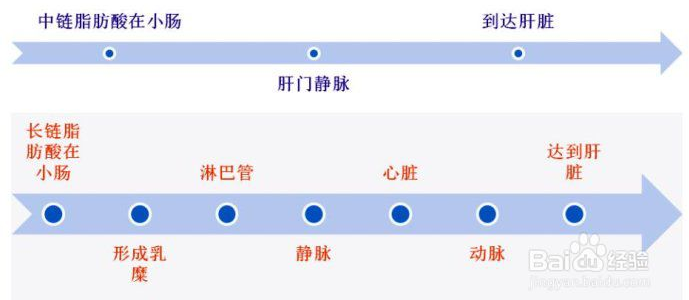 为什么中链甘油三酯（MCT）被称为优质脂肪？