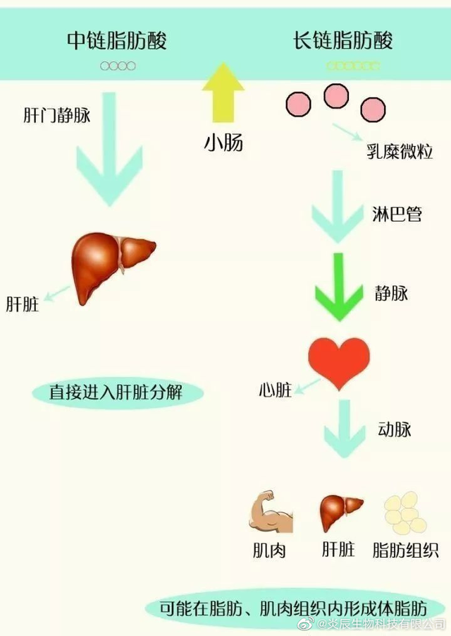 中链脂肪酸（双极能）的代谢特性及其抗菌、抗炎、抗氧化作用