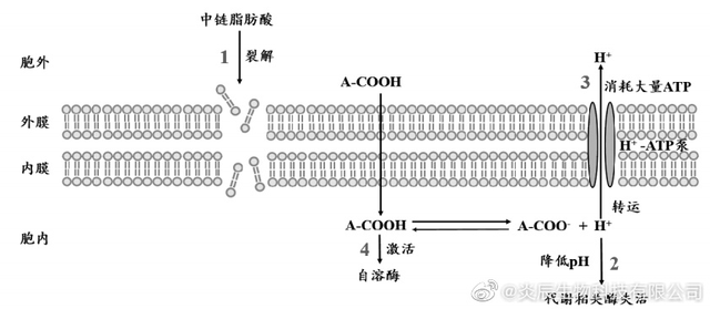 中链脂肪酸（双极能）的代谢特性及其抗菌、抗炎、抗氧化作用