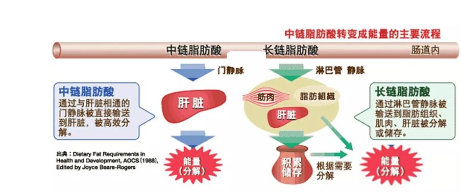 中链甘油三酯变成能量得主要流程