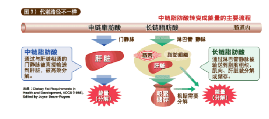 MCT中链脂肪酸