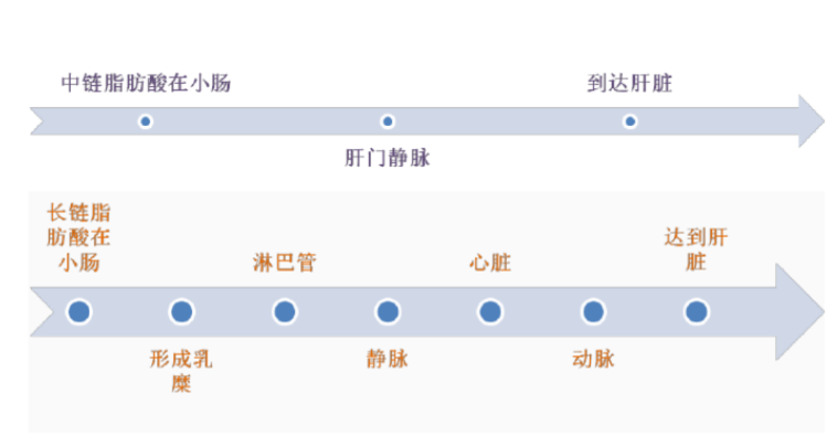 长/中链脂肪代谢路径